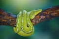Green python tree on  branch in  tropical garden Royalty Free Stock Photo