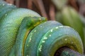 Green tree Python