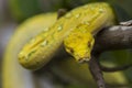 Green Tree Python Morelia viridis on tree branch yellow color skin snake Royalty Free Stock Photo