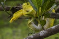 Green Tree Python Morelia viridis on tree branch yellow color skin snake Royalty Free Stock Photo