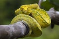 Green Tree Python Morelia viridis on tree branch yellow color skin snake Royalty Free Stock Photo