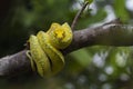 Green Tree Python Morelia viridis on tree branch yellow color skin snake Royalty Free Stock Photo