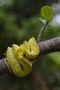 Green Tree Python Morelia viridis on tree branch yellow color skin snake Royalty Free Stock Photo