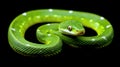 Green Tree Python Closeup Royalty Free Stock Photo