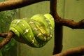 Green Tree Python Royalty Free Stock Photo