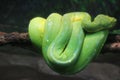 Green tree python portrait photographs Royalty Free Stock Photo