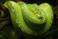 Green tree python profile portrait close up Royalty Free Stock Photo