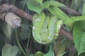 Green tree python rolled up on a branch. Royalty Free Stock Photo