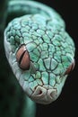 Green tree python showing its scales and staring with its orange eye Royalty Free Stock Photo