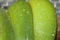 green tree python skin Royalty Free Stock Photo