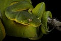 Green tree python snake on branch, Chondropython viridis snake closeup with black background, Indonesian snake Royalty Free Stock Photo