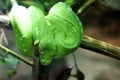 Green tree python snake on a branch. Morelia viridis Royalty Free Stock Photo