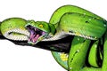 green tree python snake branch ready attack chondropython Royalty Free Stock Photo