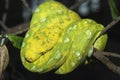 green tree python snake
