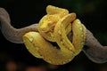 The green tree python snake Royalty Free Stock Photo
