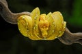 The green tree python snake Royalty Free Stock Photo