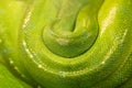 Green Tree Python Snake Skin Close-up Royalty Free Stock Photo