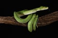 Green Tree Python - Studio Captured image