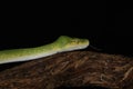 Green Tree Python - Studio Captured image