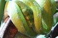 Green tree python in the terrarium in Germany Royalty Free Stock Photo