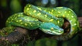 Green Tree Python on a Tree Branch Royalty Free Stock Photo