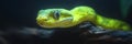 Green Tree Python Up Close Vibrant Scales of an Asian Reptile Against a Dark Background