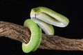 Green tree python Royalty Free Stock Photo