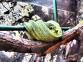 A Green Tree Python (Morelia viridis), coiled on a dead tree. Pythonidae - a family of non-venomous snakes Royalty Free Stock Photo