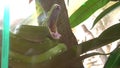 Green tree python Morelia yawning Royalty Free Stock Photo