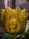 Green Tree Python yellow phase Royalty Free Stock Photo