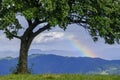 Green tree and rainbow on the top of the hill