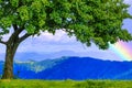 Green tree and rainbow on the top of the mountain