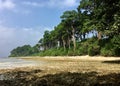 Green tree raw in nature with soil in sunny day landscape Royalty Free Stock Photo