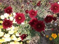 Red ,white and yellow flowers are green trees and green background Royalty Free Stock Photo