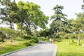 green tree and road