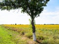 green tree on roadside along sunflower field Royalty Free Stock Photo