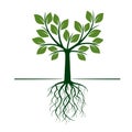 Green Tree with Roots and Leafs. Royalty Free Stock Photo