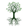 Green Tree with Roots. Vector Illustration.