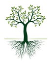 Green Tree with Roots on white background. Vector Illustration Royalty Free Stock Photo