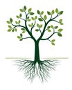 Green Tree with Roots on white background. Vector Illustration Royalty Free Stock Photo
