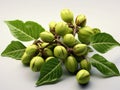 Green tree with several clusters of nuts hanging from its branches. These clusters are made up of various sizes and