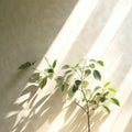 Green tree and shadow on a wall background. Olive color stylish flat lay with trendy shadow and sun light,Generative, AI,