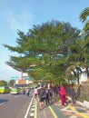Green tree on the sidewalk in Bogor, Indonesia