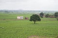 A green tree and small huts and home in green fields Royalty Free Stock Photo