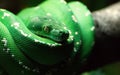 A GREEN TREE SNAKE COILED UP ON A TREE BRANCH Royalty Free Stock Photo