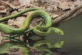 Green Tree Snake