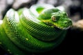Green tree snake Royalty Free Stock Photo