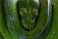 Green Tree Snake Royalty Free Stock Photo