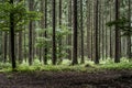 Green tree spooky mystical forest background, beautiful view fresh pines trees and floor in Germany Europe