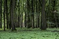 Green tree spooky mystical forest background, beautiful view fresh pines trees and floor in Germany Europe